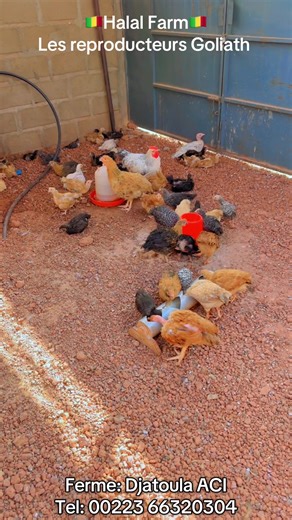 Halal Farm# notre petite ferme en pleine vie 😅💕🇲🇱. @BouYaa Choco 🇲🇱 @mba @C H E I C K .🇲🇱 @Adou le Sage @Royaume Goliaths Mali🇲🇱 @Empire_Volaille