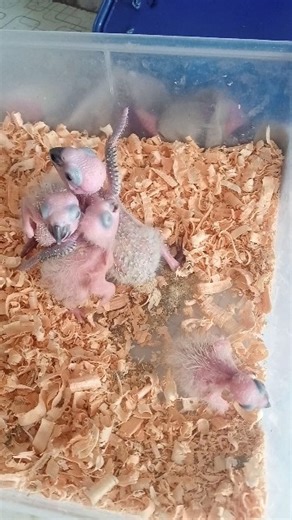 Baby Sun Conure chirping loud #birds #birdlover #chirpingsounds