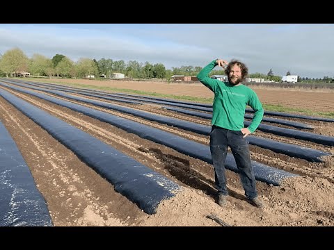 Oregon CBD's Guide On How To Prepare Hemp Fields