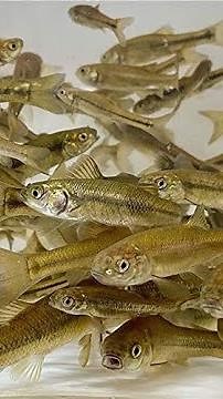 How I keep my minnows / shiners alive in between fishing trips