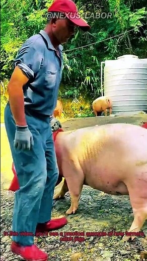 How to Catch a Pig Efficiently | Farm Life & Animal Handling Tips