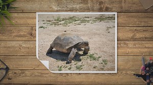 What Vegetables Can Desert Tortoises Eat? Exploring the World of Vegetables
