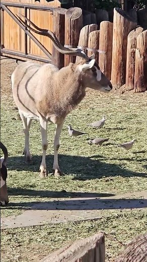 Baby Kudu Moments You Can’t Miss