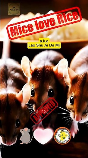 Mice love Rice a.k.a LAO SHU AI DA MI 🐁💗🍚 老鼠愛米