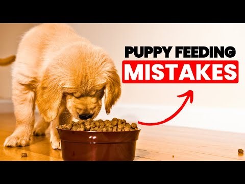 The Puppy Feeding Mistakes Everyone Makes | Vet Tips to Keep Puppies Healthy