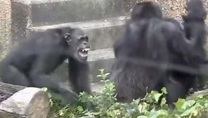Chimps Chose Violence: Group Of Chimps Slap Around A Momma Chimpanzee While Her Baby Tries To Defend Her!