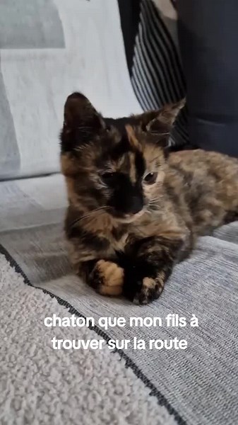 Adoptable Tortoiseshell Kitten in Cozy Indoor Setting