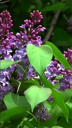LILAC OR SYRINGA 🌸 | Perfect aromatic plant for your garden