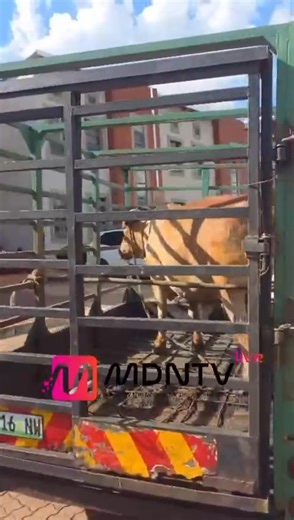 ANC President Cyril Ramaphosa, accompanied by senior party officials, paid a courtesy visit to Kgosi Nyalala Pilane of the Bakgatla ba Kgafela in Moruleng today ahead of the ANC’s January 8 Statement this coming weekend in the North West. During the visit, the ANC donated a cow to Kgosi Pilane in a gesture of respect for traditional leadership and their role in community governance. | MDN News