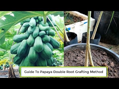 Step By Step Guide To Papaya Double Root Grafting Method