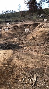 10K views · 284 reactions | Prepare for a cuteness explosion!  These baby goats are having the time of their lives as they bounce, leap, and frolic around in an adorable play session!  Get ready for your heart to melt with their playful antics! #BabyGoatPlaytime #PureJoy #CutenessOverload | Gold’n’Goats | Facebook