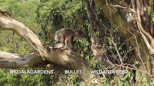 1.8K views · 119 reactions | hop, skip and JUMP is the BULLET way 來珞 | Koala Gardens at Tuckurimba | Facebook