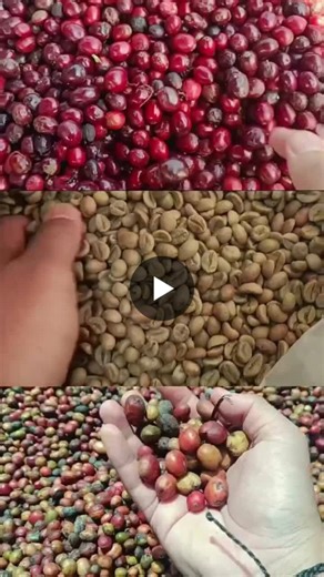 #pagaralamcoffee #southsumatracoffee #greencoffeebeans #robustacoffee #indonesiancoffee #coffeeorigin #sustainablefarming #coffeeexporter #coffeetrade #specialtyrobusta #fromfarmtocup… | Muhammad Danil