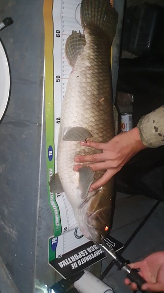 Trairão na ponta da linha 🎣 Expedição Iriri #pescaria #fishing #trairao