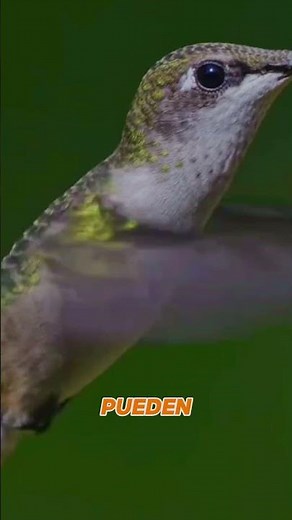 The Hummingbird: The Fastest and Most Amazing Bird in the World 🌸✨
