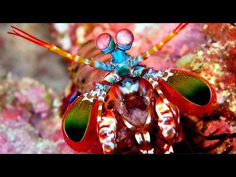 Mantis marina, el ser vivo con la mejor visión del reino animal y un golpe descomunal.