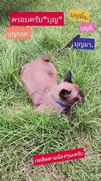 ลุงกับแมว# #2026 # #cat