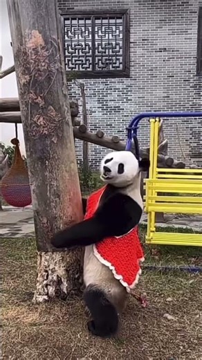 Today's Panda Fashion Show! 🐼✨👘📸 今日份熊猫时装秀 🖤🐾 #trending