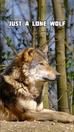The Canadian Wolf 🐺 | Canada’s Ultimate Pack Predator Explained #facts #shorts
