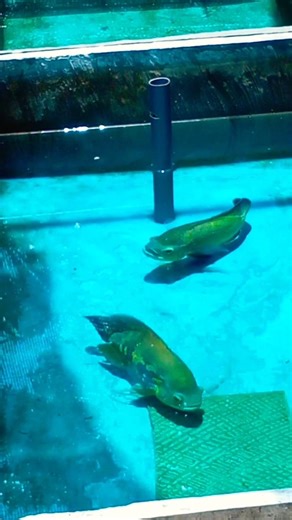 oscar breeding pair | black tiger oscar #fish #shorts