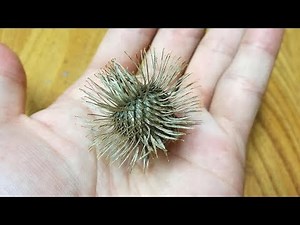 Burdock seeds are ready