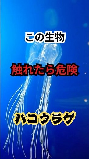 海の静かな脅威。ハコクラゲ #動物雑学#生き物の不思議 #動物の秘密 #知識 #豆知識 #知的好奇心