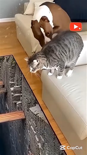 Ultimate Dog & Cat Playtime COMPILATION!#petshorts #pets