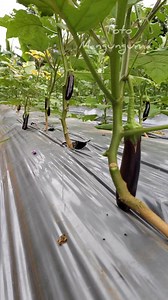 💚 ilang araw na lng at my mapipitas na din tayo 💚 salamat sa makinis na bunga 💚 #totomangungumapage #farmer #buhayprobinsya #buhaymagsasaka #buhaybukid #gulayansabakuran #harvest | Toto Mangunguma Page