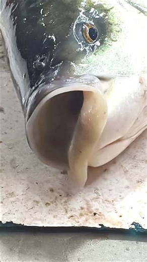 Machhali Wala Video । Fish Video। Fishing Video in Market। #fish #viral #shortsfeed #shorts