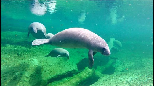 Biologists take drastic measures to save Florida manatees at risk of starvation