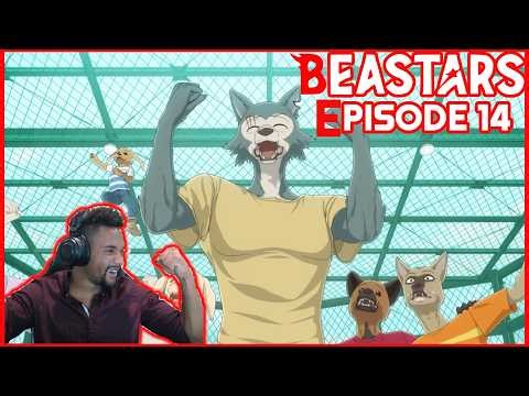 Legoshi Is Best Boy - Beastars - Episode 1 Season 14 (Reaction)