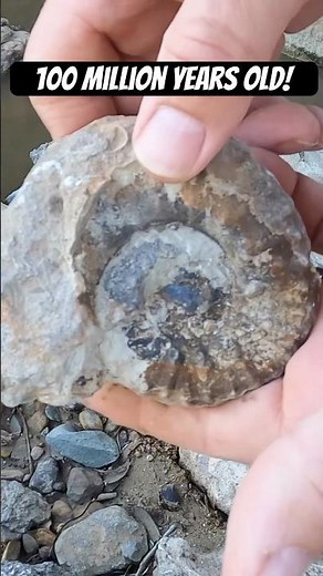 I Almost Missed This 100 Million Year Old Ammonite #geology #fossil #paleontology