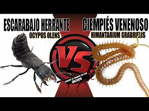 CIEMPIÉS VENENOSO VS ESCARABAJO ERRANTE - COMENTADO