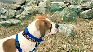 ADOPT PADDY! Paddy is a 1 year old American Bulldog mix. Paddy was mistreated in the past and can be selective when meeting new people, but he loves his small “group.” He needs an experienced and patient family with no young kids. Paddy does great with his two canine foster siblings and loves to play! He is also a great house guest because he is housebroken! Please send us a message if you’re interested in adopting Paddy. You can also go to http://www.paw-rescue.org/how_app.php to fill out an ap