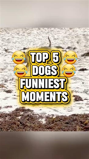 Top 5 Funniest Dog Moments 😂🐶 (Wait for #1!) #shorts