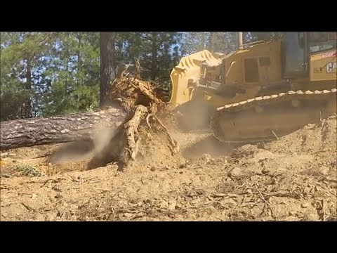 5 Minute Tree and Stump Removal