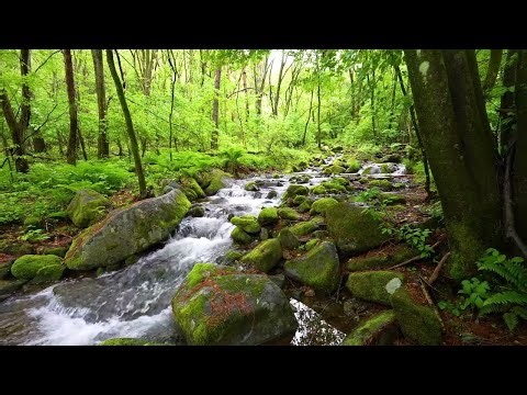 Gentle River Water Sounds for Deep Relaxation | Sleep Aid, Study Music & Meditation Ambience