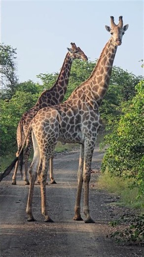 Giraffes Create the Tallest Roadblock