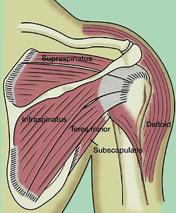 Shoulder Impingement Syndrome - The Institute for Athletic Medicine