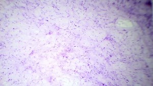 Loose Fibrous Connective Tissue Under Microscope Stock Footage Video (100% Royalty-free) 8910916 | Shutterstock