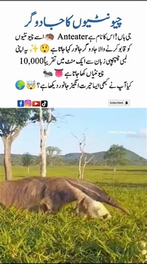 Meet the Anteater ✨🐜 AmazingNatureShorts #Anteater #AntEater #WildlifeFacts NatureWonder #Wildlife