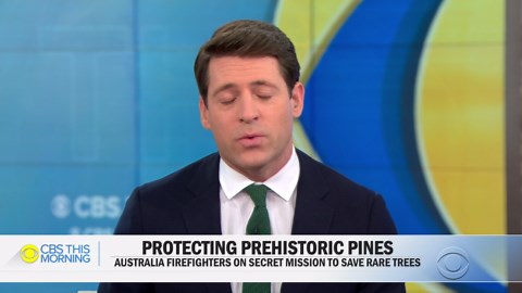 Secret mission saves rare prehistoric trees from Australia bushfires