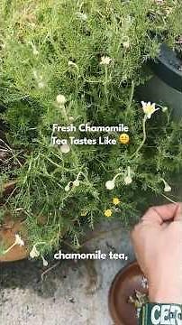 Fresh Chamomile Tea Experiment - It Tastes Like WHAT?!