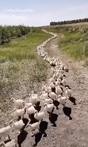 354K views · 1.5K reactions | Awesome worker | Discover | Facebook