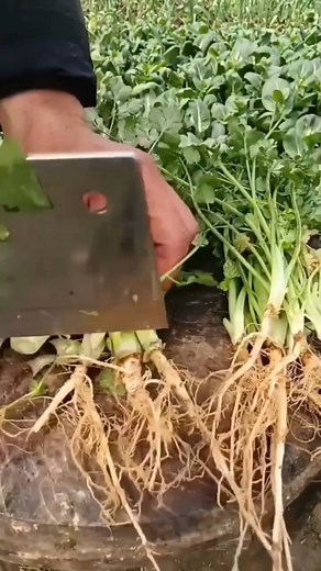 Chopping grass on a board? 🌿🔪 Oddly satisfying and efficient! 😂✨#reels #grass #green #farm #myfarm | Farming With Sharp Knife