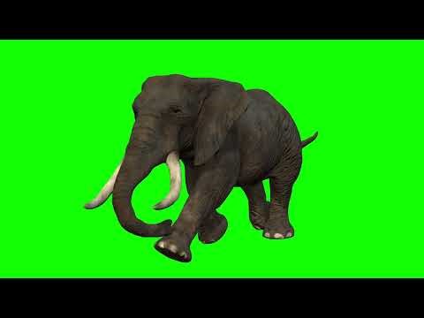 [4K] Walking Elephant - Green Screen