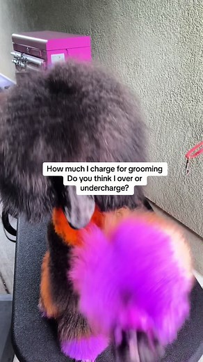 Dog Grooming Price Comparison - Overcharge or Undercharge?