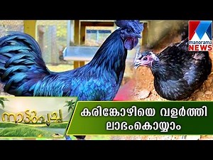 Karinkozhi farming Nattupacha | Manorama News