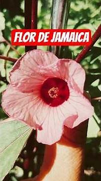 ¿Cómo es la flor de jamaica?. Planta de Hibiscus sabdariffa.