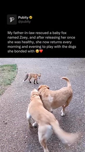 Pubity on Instagram: "🥰 Foxes and dogs can sometimes get along, but it largely depends on the individual animals and how they are introduced. Foxes are naturally cautious and independent, while dogs are often more social and excitable, so initial interactions should be supervised. If a fox is raised around dogs or socialized early, it may form playful bonds, especially with calm, non-aggressive dogs. However, instincts like hunting or territorial behavior can still surface, so interactions requ